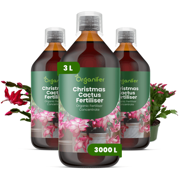 Drei Flaschen Organifer Weihnachtskaktus-Dünger, 3 Liter Konzentrat für 3000 Liter Gießwasser, organischer Flüssigdünger mit Messkappe.