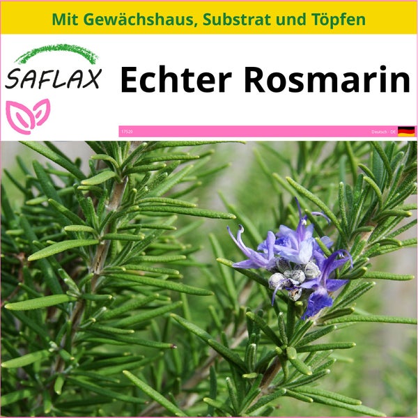 SAFLAX Anzucht Set - Echter Rosmarin - Rosmarinus officinalis - 100 Samen - Mit Mini-Gewächshaus, Anzuchtsubstrat und 2 Töpfen