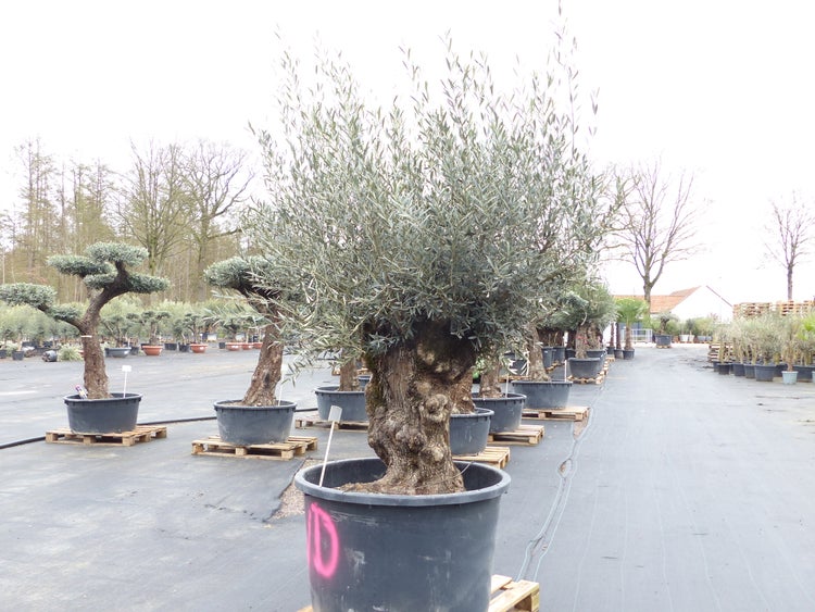 genau diesen Baum Nr. 5/D, 250 cm, Olivenbaum, knorrige alte urige Olive winterhart