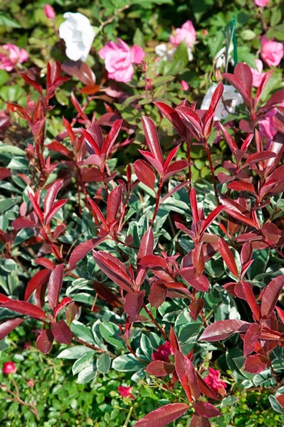 Photinia fraseri 'Pink Marble', Glanzmispel, buntes Laub, 80 cm Stammhöhe