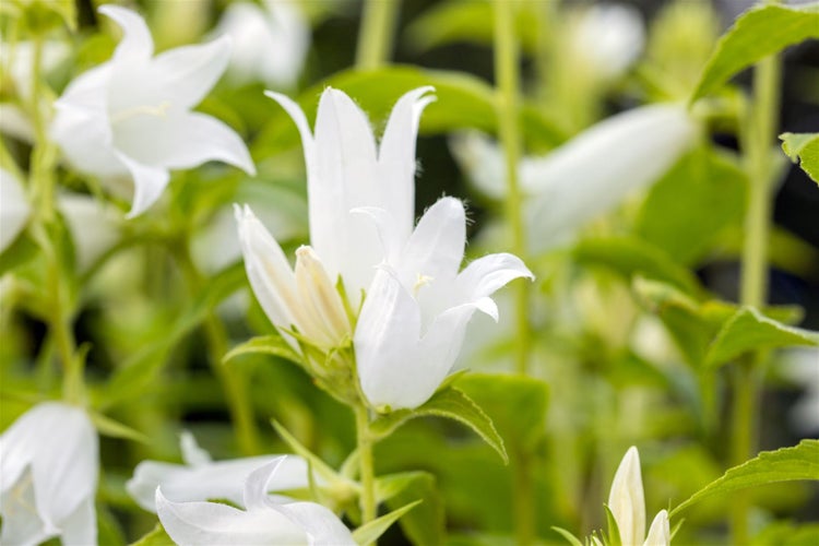 Campanula latifolia var.macrantha 'Alba', weiß, ca. 9x9 cm Topf