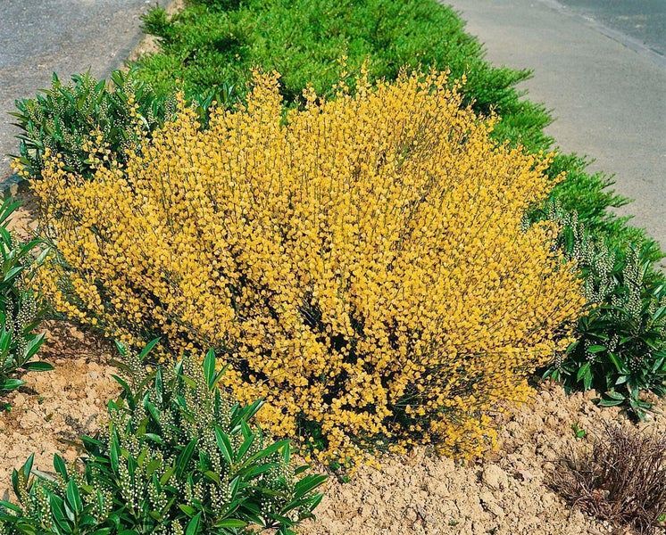 Cytisus praecox 'Allgold', Besenginster, leuchtend gelb, 40–60 cm