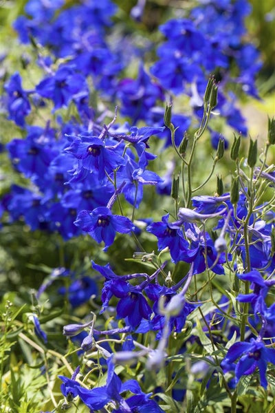 Nahaufnahme von Ritterspornblüten im Gartenbeet