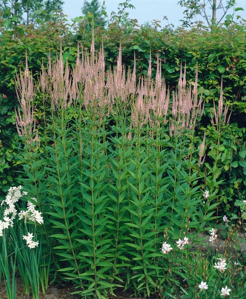 Veronicastrum virginicum 'Roseum', rosa, ca. 9x9 cm Topf