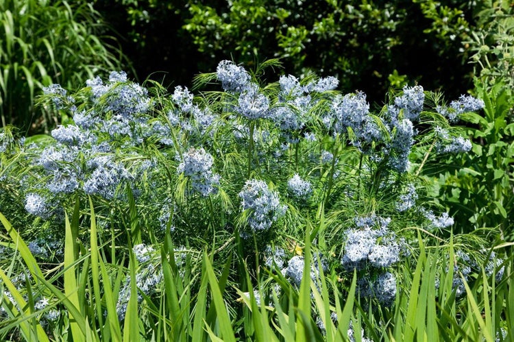 Amsonia hubrichtii, Blaustern, ca. 9x9 cm Topf, zartblau