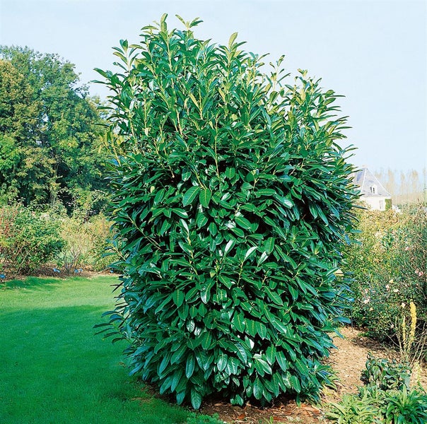 Prunus laurocerasus 'Caucasica', Kirschlorbeer, immergrün, 40–60 cm