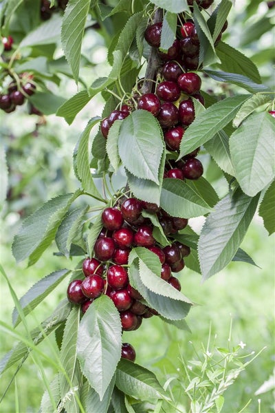 Prunus avium 'Lapins', Süßkirsche, selbstfruchtend, 150–200 cm