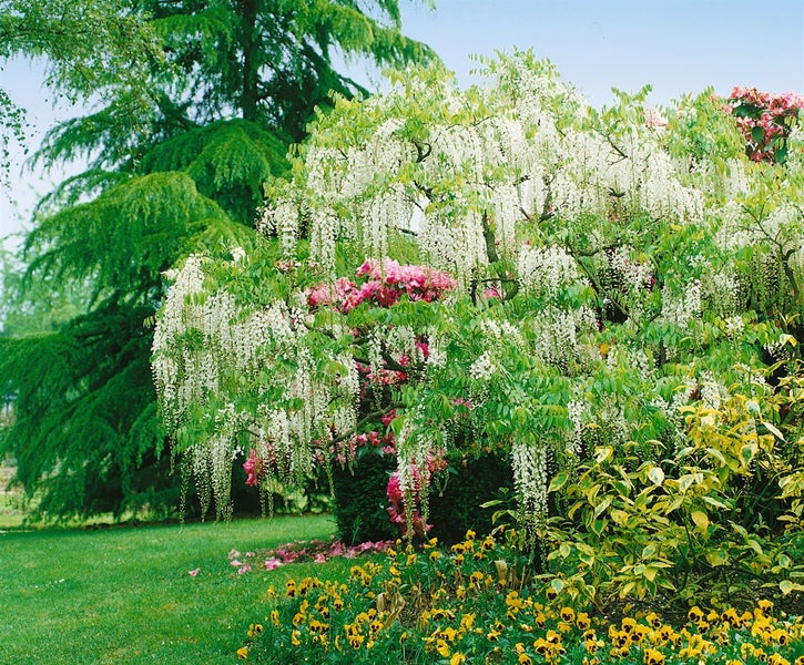 Wisteria floribunda, Japanische Blauregen, 40–60 cm, duftend