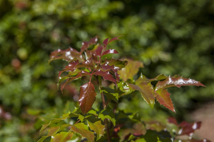 Mahonia aquifolium, Gewöhnliche Mahonie, immergrün, 30–40 cm