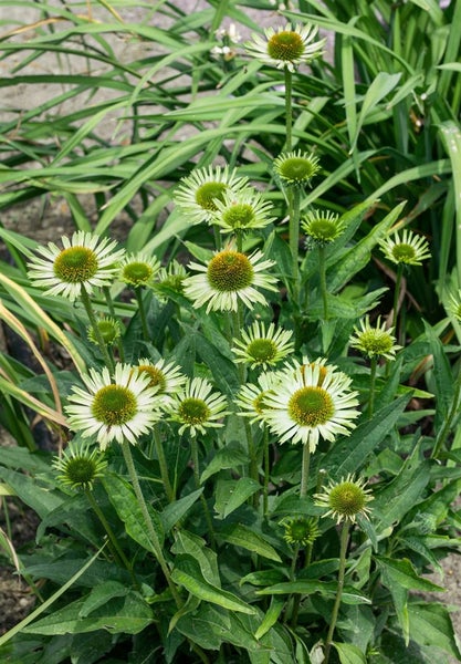 Gruppe von blühenden Sonnenhut Pflanzen im Gartenbeet