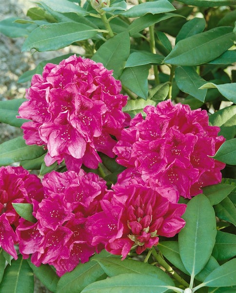 Rhododendron 'Nova Zembla', rot, 60–70 cm