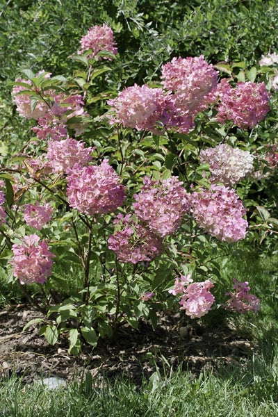 Hydrangea paniculata 'Vanille-Fraise', Rispenhortensie, zweifarbig, 60–100 cm