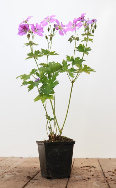 Geranium Pflanze in einem Topf