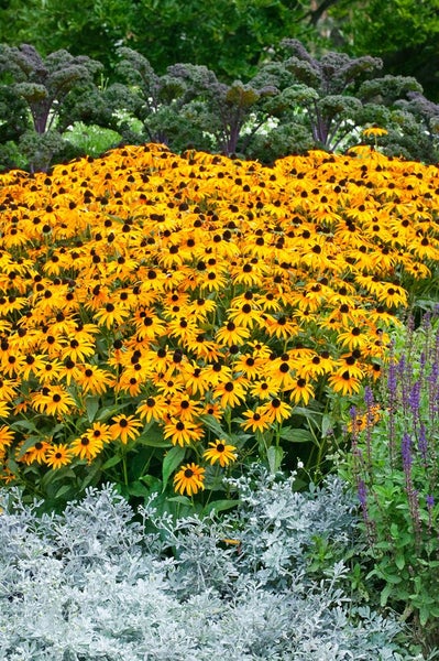 Rudbeckia fulgida sullivantii 'Goldsturm', gelb, ca. 9x9 cm Topf