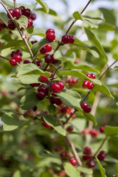 Lonicera xylosteum, Heckenkirsche, 60–100 cm, robust