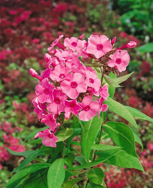 Phlox paniculata 'Flamingo', Flammenblume, rosa, ca. 11x11 cm Topf