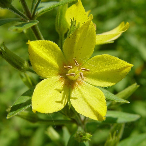 Gelbe Lysimachia vulgaris Blüte
