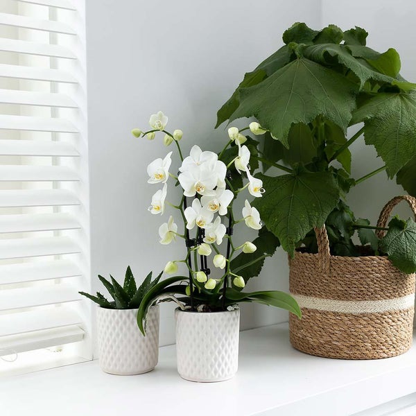 Kolibri Orchids weiße Phalaenopsis-Orchidee Niagara Fall Topfgröße 9cm blühende Zimmerpflanze frisch vom Züchter