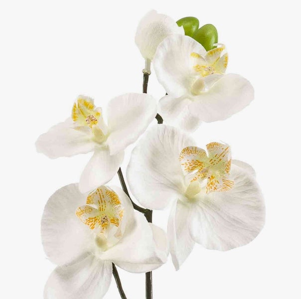 Nahaufnahme von Olivenbaumzweigen mit schmalen dunkelgrünen Blättern.