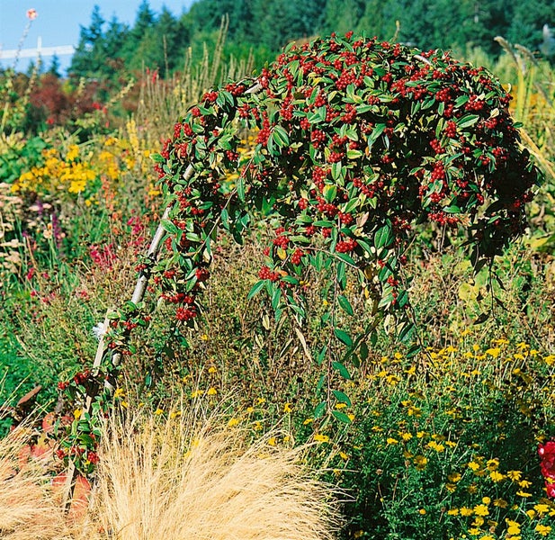 Cotoneaster watereri 'Pendulus', Zierstrauch, 80–100 cm