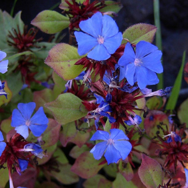 Bleiwurz Pflanze mit blauen Blüten und grünen Blättern