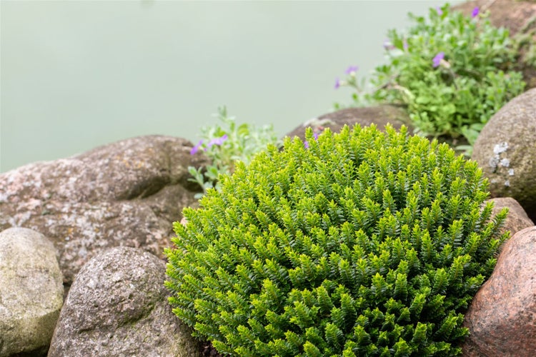 Hebe buxifolia, Strauchveronika, immergrün, 10–15 cm