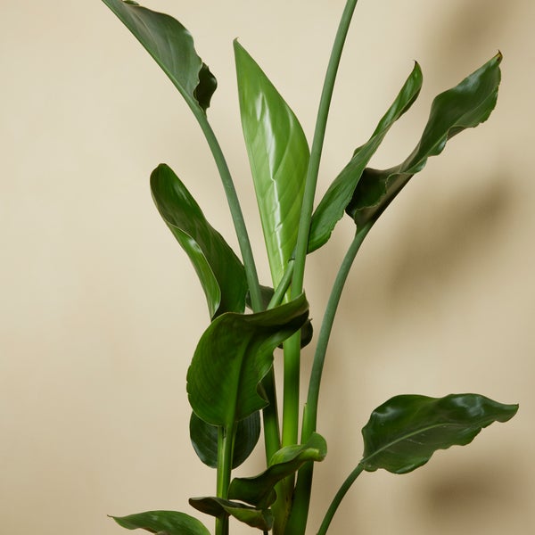 Bloomique - 2er-Set - Strelitzia Reginae - Paradiesvogelpflanze - Paradiesvogelblume - Zimmerpflanzen - Luftreinigend - Pflegeleicht - Höhe 60-80 cm - Topf 19 cm