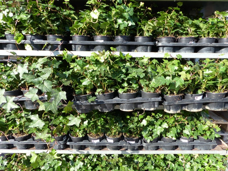 50 Stück Efeu Hedera helix 20 - 35 cm Heckenpflanze winterhart Kletterpflanze Hecke Sichtschutz blickdicht