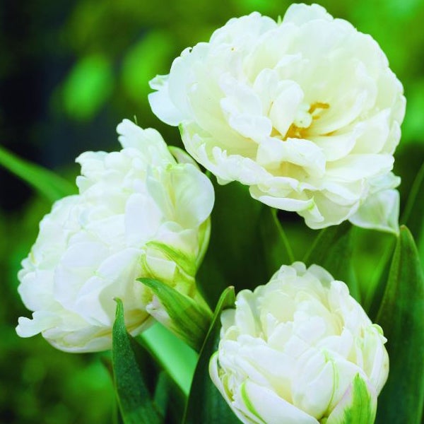Nahaufnahme von gefüllten Tulpenblüten zwischen grünen Blättern