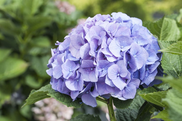 Nahaufnahme einer blauen Hortensienblüte