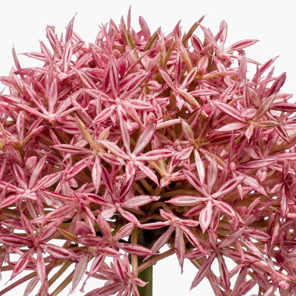 Künstlicher Zierlauch Allium in Rosa mit langem grünem Stiel und kugelförmigem Blütenkopf.