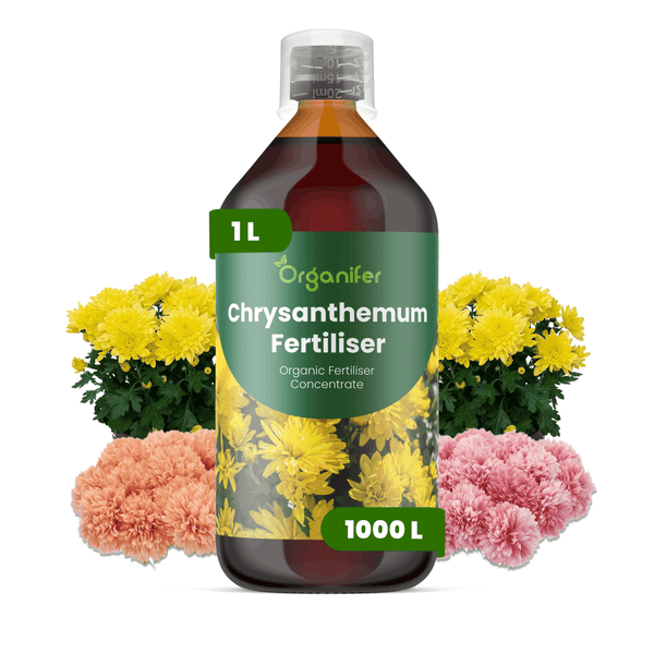 Organifer Chrysanthemen-Dünger, 1 Liter Flasche, organisches Flüssigdüngerkonzentrat für Chrysanthemen.