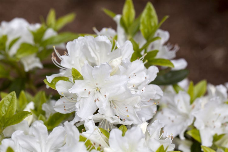 Rhododendron obtusum 'Palestrina', weiß, 15–20 cm