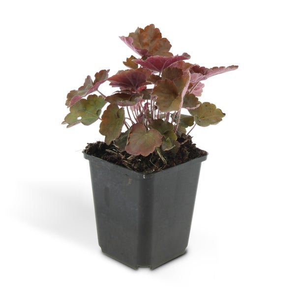 Bodendecker - Purpurglöckchen - Heuchera mic. 'Palace Purple' - 9cm Topf - Set mit 20 Pflanzen