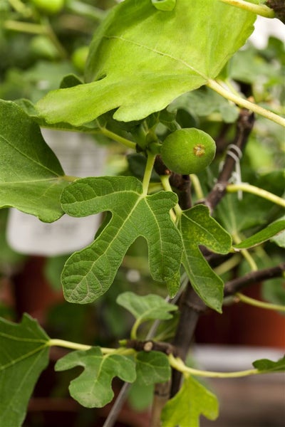 Feigenbaum mit grünen gelappten Blättern und einer kleinen grünen Feige am Zweig.