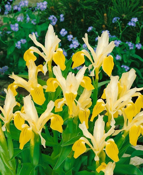 Iris bucharica, gelb-weiß, ca. 9x9 cm Topf