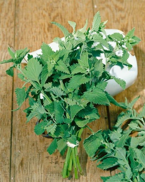 Nepeta cataria ssp. citriodora, Zitronen-Katzenminze, ca. 9x9 cm Topf
