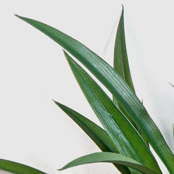 Nahaufnahme der spitzen, schwertförmigen Blätter einer Yucca Zimmerpflanze.