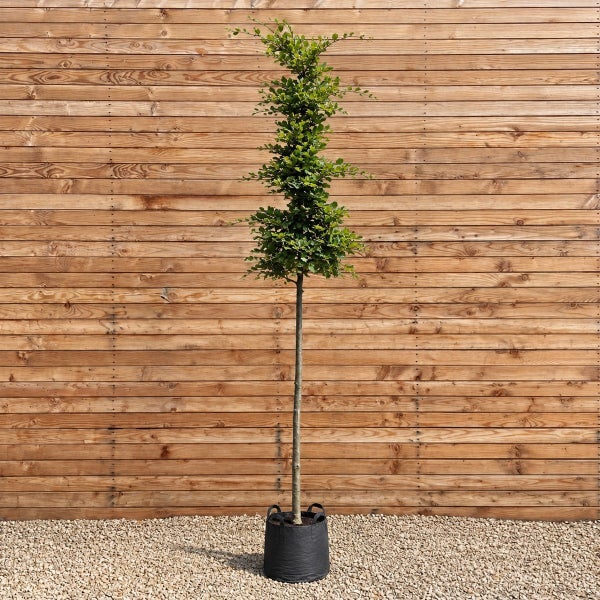 Eine Formgehölz Hochstamm Hainbuche Carpinus betulus mit Etagen-Formschnitt in einem Pflanzsack vor einer Holzwand.