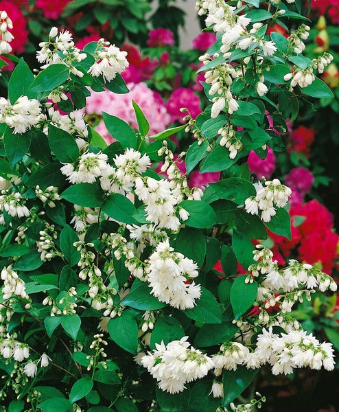 Deutzia scabra 'Pride of Rochester', Maiblumenstrauch, weiß, 40–60 cm