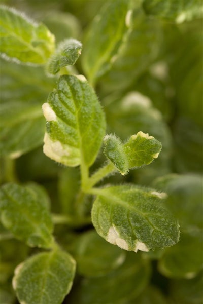 Mentha suaveolens 'Variegata', Ananasminze, buntlaubig, ca. 9x9 cm Topf