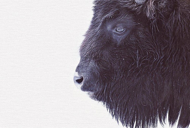 Wandbild mit einer Nahaufnahme eines Bisonkopfes im Profil mit detailliertem dunklem Fell.