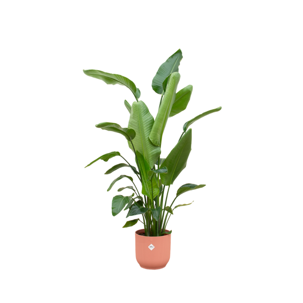 Kombi-Angebot – Paradiesvogelblume Nicolai inklusive Elho Vibes Fold Übertopf rund rosa Ø30 - 180 cm