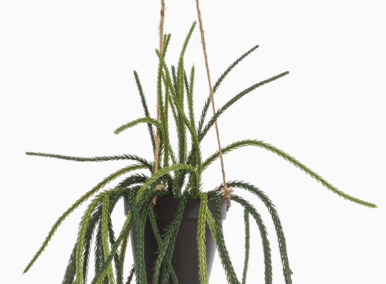 Hängende Lycopodium-Pflanze mit langen, dünnen Trieben in einem dunklen Pflanztopf.
