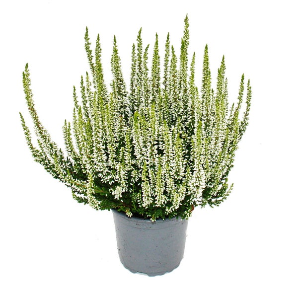 Calluna vulgaris - Set mit 6 Pflanzen - Besenheide - Heidepflanze - winterhart - 11cm Topf - weiss