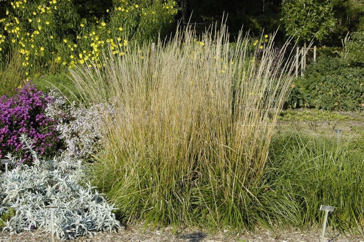 Calamagrostis x acutiflora 'Waldenbuch', Reitgras, ca. 9x9 cm Topf