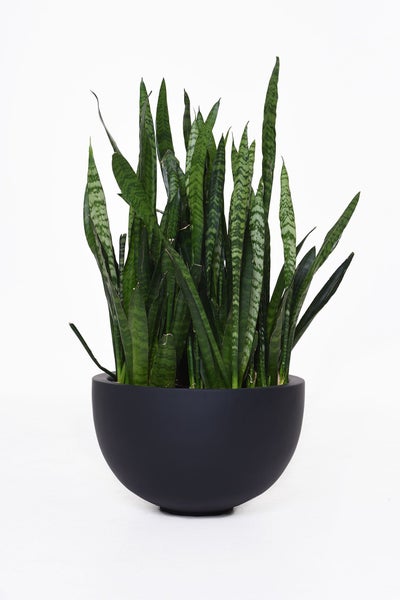Zimmerpflanze Bogenhanf Sansevieria trifasciata im schwarzen Übertopf