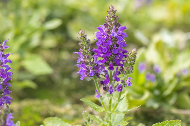Blühende Salbei Pflanze im Garten