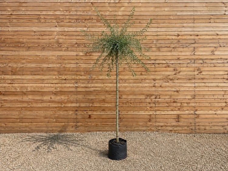 Eine hochstämmige Weide in einem Pflanzcontainer vor einer Holzwand.
