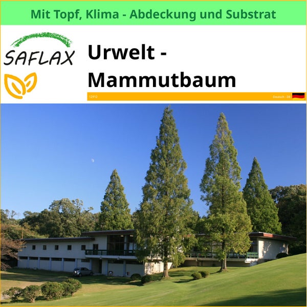 Saflax Urwelt Mammutbaum im Topf mit Klimaabdeckung und Substrat